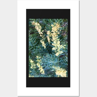 Wattle Posters and Art